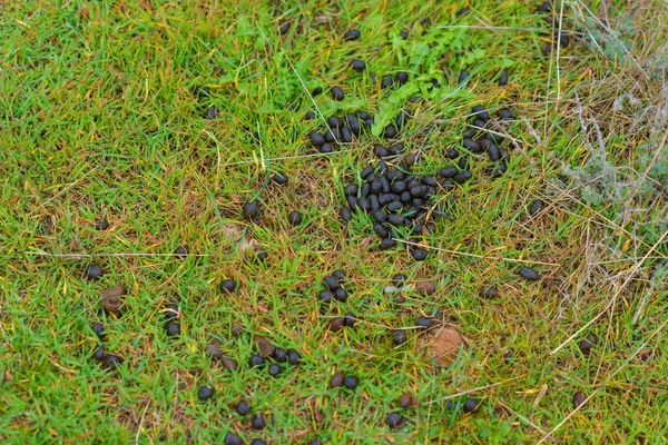 Green Grass Green Moss Dry Stalks Twigs Manure Compost Organic — Stock Photo, Image