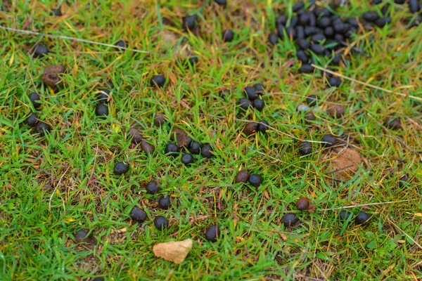 Green Grass Green Moss Dry Stalks Twigs Manure Compost Organic — Stock Photo, Image