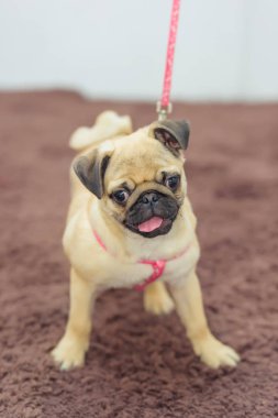 Dekoratif köpek doğurmak pug. Hayvan. Köpek bir kahverengi halı üzerinde duruyor. Pug açık renk. İnsan arkadaşı. Pet Köpek tasmalı. Gözleri iri bir hayvan.