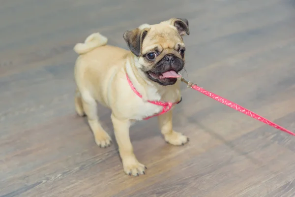 Decorative Dog Breed Pug Animal Dog Stands Wooden Parquet Pug — Stock Photo, Image