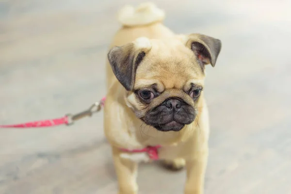 Decorative dog breed pug. Animal. The dog stands on a wooden parquet. Pug light color. Friend of human. Pet. Dog on a leash. Big eyes of an animal.