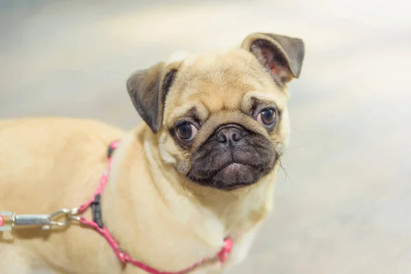 Decorative Dog Breed Pug Animal Dog Stands Wooden Parquet Pug — Stock Photo, Image