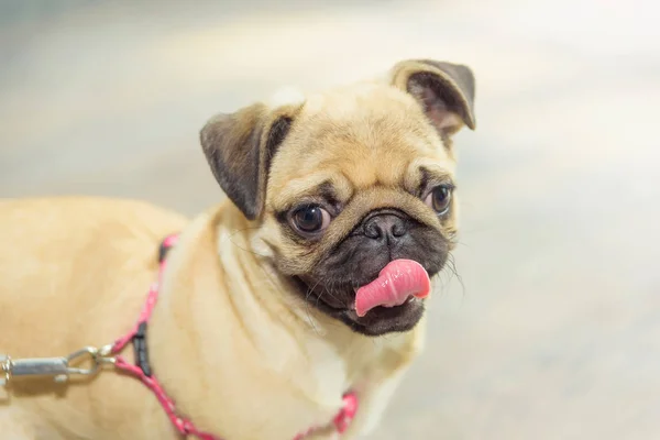 Decorative dog breed pug. Animal. The dog stands on a wooden parquet. Pug light color. Friend of human. Pet. Dog on a leash. Big eyes of an animal.