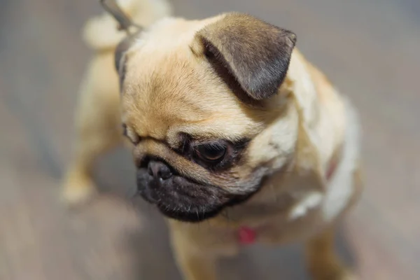 Decorative Dog Breed Pug Animal Dog Stands Wooden Parquet Pug — Stock Photo, Image