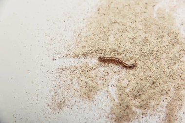 Larvalı. Parazitler ürünlerinde. Un böceği. Kahverengi-sarı larvaları. Böcek yem. Haşere. Bozulmuş yemekler. Un. Filiz kahve üç tek.