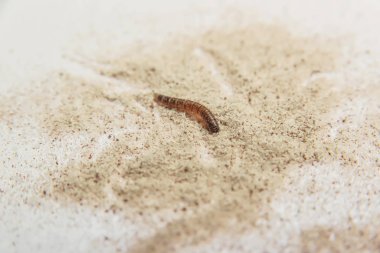 Larvalı. Parazitler ürünlerinde. Un böceği. Kahverengi-sarı larvaları. Böcek yem. Haşere. Bozulmuş yemekler. Un. Filiz kahve üç tek.