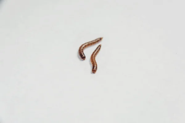 Mealworm입니다 제품에서 기생충입니다 밀가루 비틀입니다 브라운 노란색의 애벌레 해충입니다 음식입니다 — 스톡 사진