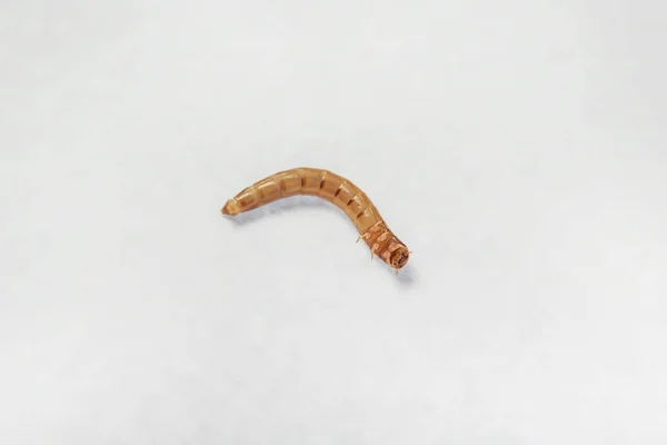 Mealworm입니다 제품에서 기생충입니다 밀가루 비틀입니다 브라운 노란색의 애벌레 해충입니다 음식입니다 — 스톡 사진