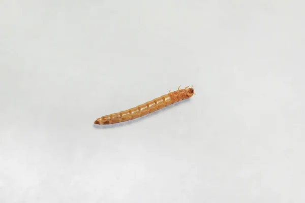 Mealworm Paraziti Produktech Mouku Brouk Hnědo Žluté Larvy Podávání Hmyzu — Stock fotografie