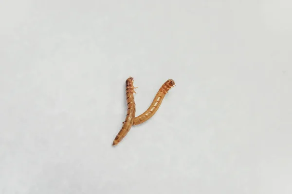 Larvalı Parazitler Ürünlerinde Böceği Kahverengi Sarı Larvaları Böcek Yem Haşere — Stok fotoğraf
