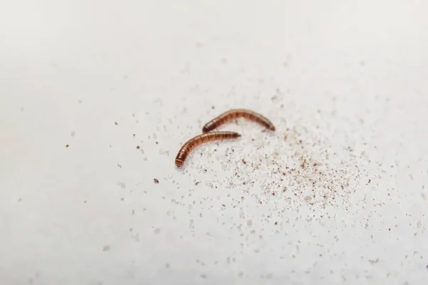 ゴミムシダマシの幼虫 製品の寄生虫 コクヌストモドキ 茶色黄色の幼虫 昆虫をフィードします 甘やかされて育った食べ物 小麦粉 発芽コーヒー — ストック写真