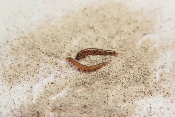 Mealworm Paraziti Produktech Mouku Brouk Hnědo Žluté Larvy Podávání Hmyzu — Stock fotografie