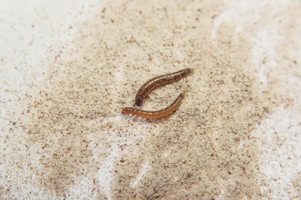 Meeltor Parasieten Producten Bloem Kever Bruin Geel Larven Feed Insect — Stockfoto