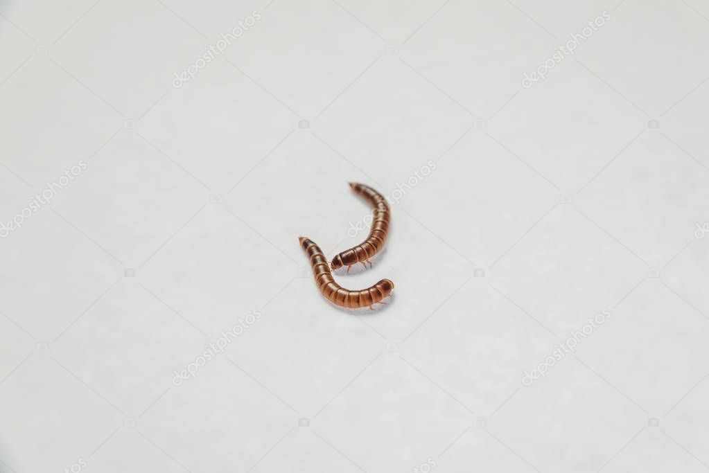 Gusano de la comida. Parásitos en los productos. Escarabajo de harina