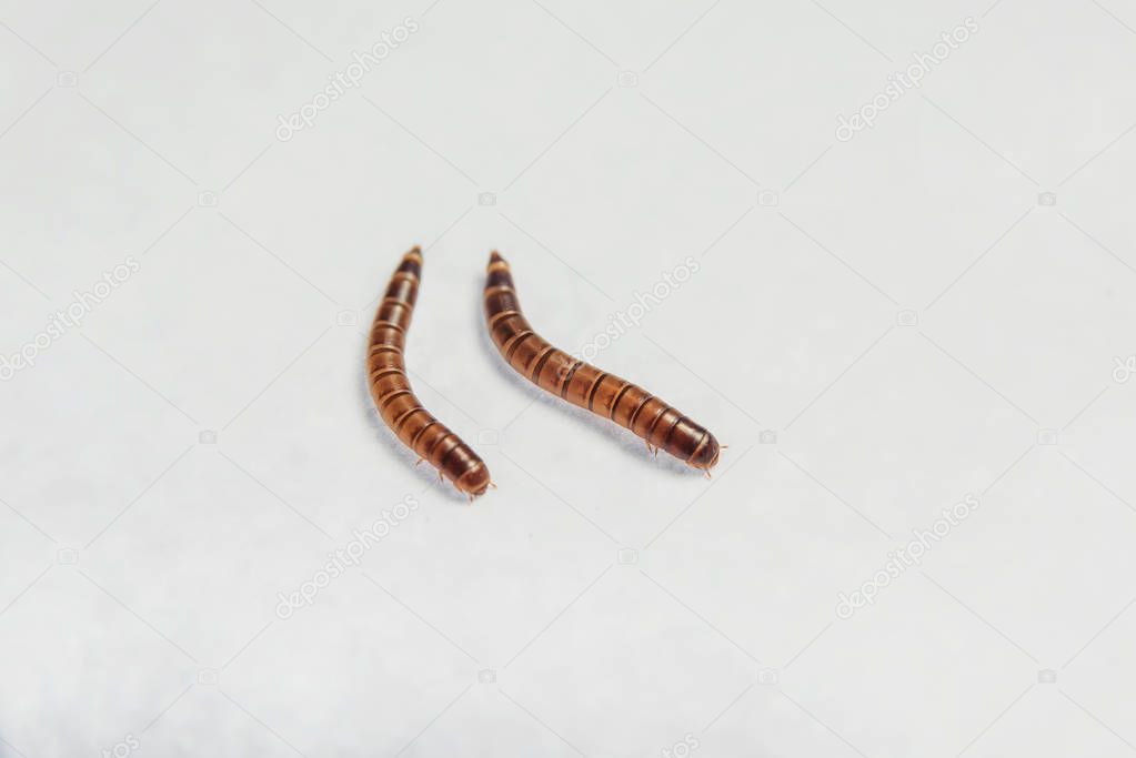 Gusano de la comida. Parásitos en los productos. Escarabajo de harina