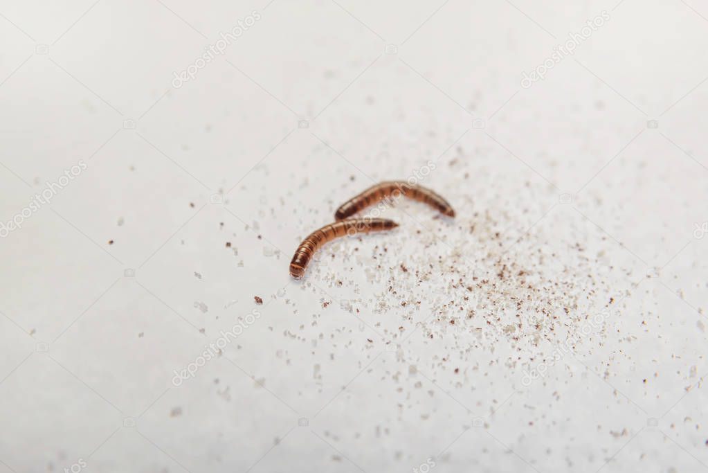 Gusano de la comida. Parásitos en los productos. Escarabajo de harina