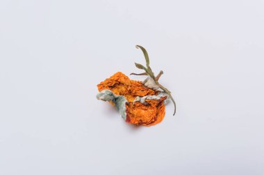 Kuru çürük domates. Sebze kalıp. Beyaz arka plan üzerinde çürük ürün. Bozulmuş yemekler. Çürük sebze. Domates kalıp ile. Küf mantarı. Domates yüzeyine kırık. Kalıp tarafından etkilenen bir ürün.