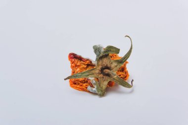 Kuru çürük domates. Sebze kalıp. Beyaz arka plan üzerinde çürük ürün. Bozulmuş yemekler. Çürük sebze. Domates kalıp ile. Küf mantarı. Domates yüzeyine kırık. Kalıp tarafından etkilenen bir ürün.