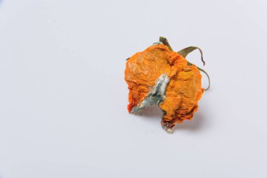 Kuru çürük domates. Sebze kalıp. Beyaz arka plan üzerinde çürük ürün. Bozulmuş yemekler. Çürük sebze. Domates kalıp ile. Küf mantarı. Domates yüzeyine kırık. Kalıp tarafından etkilenen bir ürün.