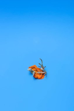 Kuru çürük domates. Sebze kalıp. Mavi arka plan üzerinde çürük ürün. Bozulmuş yemekler. Çürük sebze. Domates kalıp ile. Küf mantarı. Domates yüzeyine kırık. Kalıp tarafından etkilenen bir ürün.