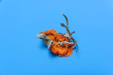 Kuru çürük domates. Sebze kalıp. Mavi arka plan üzerinde çürük ürün. Bozulmuş yemekler. Çürük sebze. Domates kalıp ile. Küf mantarı. Domates yüzeyine kırık. Kalıp tarafından etkilenen bir ürün.