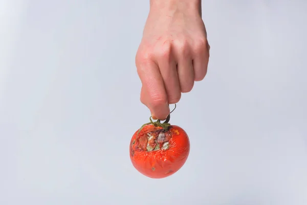 Rotten tomato in hand. Mold on vegetables. Rotten product. Spoiled food. Rotten vegetable. A tomato with mold in a man\'s hand. Mold fungus. Broken the surface of the tomato. A product that has been affected by mold.