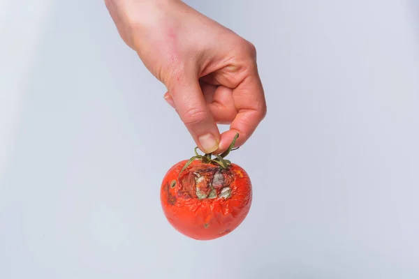 Rotten tomato in hand. Mold on vegetables. Rotten product. Spoiled food. Rotten vegetable. A tomato with mold in a man's hand. Mold fungus. Broken the surface of the tomato. A product that has been affected by mold.