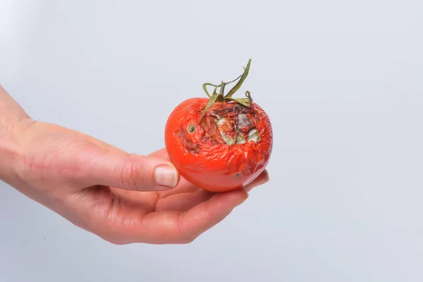 Rotten tomato in hand. Mold on vegetables. Rotten product. Spoiled food. Rotten vegetable. A tomato with mold in a man\'s hand. Mold fungus. Broken the surface of the tomato. A product that has been affected by mold.