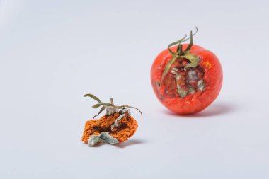 Çürük domates. Sebze kalıp. Çürük ürün. Bozulmuş yemekler. Çürük sebze. Domates kalıp ile. Küf mantarı. Domates yüzeyine kırık. Kalıp tarafından etkilenen bir ürün.