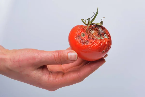 Rotten tomato in hand. Mold on vegetables. Rotten product. Spoiled food. Rotten vegetable. A tomato with mold in a man\'s hand. Mold fungus. Broken the surface of the tomato. A product that has been affected by mold.