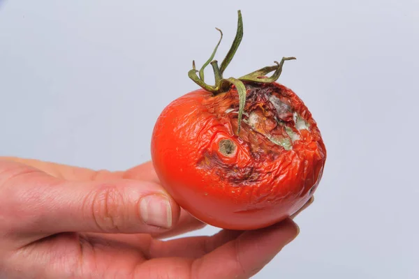 Rotten Tomato Hand Mold Vegetables Rotten Product Spoiled Food Rotten — Stock Photo, Image