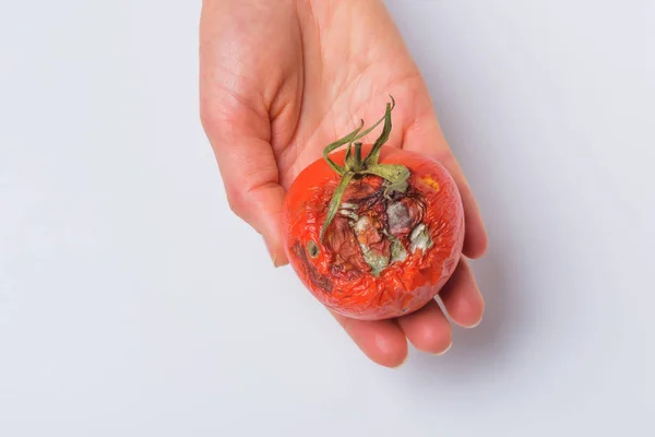 Rotten tomato in hand. Mold on vegetables. Rotten product. Spoiled food. Rotten vegetable. A tomato with mold in a man\'s hand. Mold fungus. Broken the surface of the tomato. A product that has been affected by mold.