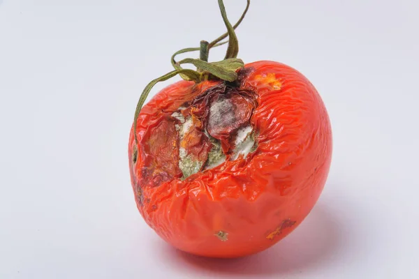 Rotten tomato. Mold on vegetables. Rotten product. Spoiled food. Rotten vegetable. Tomato with mold. Mold fungus. Broken the surface of the tomato. A product that has been affected by mold.