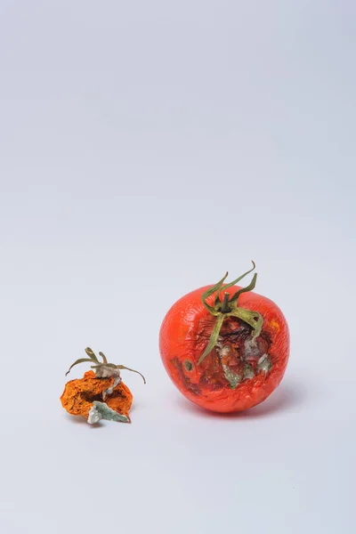Rotten tomato. Mold on vegetables. Rotten product. Spoiled food. Rotten vegetable. Tomato with mold. Mold fungus. Broken the surface of the tomato. A product that has been affected by mold.