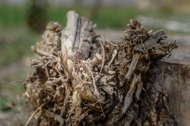 Kuru ağaç dalları. Doğada bitki. Ağaç. Sonbahar. Kuru yaprakları. Güdük.