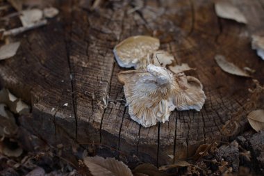 Ağaçlarının yaprakları kuru. Sonbahar. Kuru Meşe yaprağı. Bir güdük üzerinde büyüyen mantar. Mantar. Güdük.