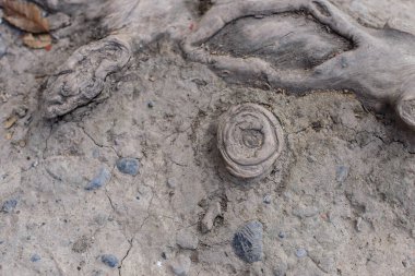 Kuru kil topraklarında eski ağaç kökleri. Eski ağacın kökleri. Kuru zemin.