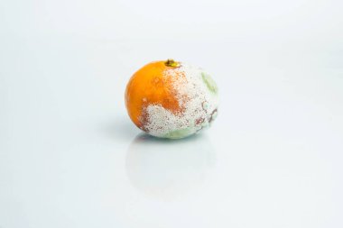 Mandalina kalıp ile. Aspergillus. Penicillium. Ascomycetes. Şımarık mandalina. Bakteri. Ürünlerde küf. Mantarlar. Mantarlar yayılmasını. Narenciye üzerinde kalıp. Küf mantar zarar.