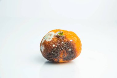 Mandalina kalıp ile. Aspergillus. Penicillium. Ascomycetes. Şımarık mandalina. Bakteri. Ürünlerde küf. Mantarlar. Mantarlar yayılmasını. Narenciye üzerinde kalıp. Küf mantar zarar.
