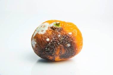 Mandalina kalıp ile. Aspergillus. Penicillium. Ascomycetes. Şımarık mandalina. Bakteri. Ürünlerde küf. Mantarlar. Mantarlar yayılmasını. Narenciye üzerinde kalıp. Küf mantar zarar.