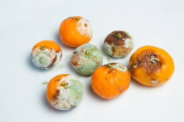 Mandalina kalıp ile. Aspergillus. Penicillium. Ascomycetes. Şımarık mandalina. Bakteri. Ürünlerde küf. Mantarlar. Mantarlar yayılmasını. Narenciye üzerinde kalıp. Küf mantar zarar.