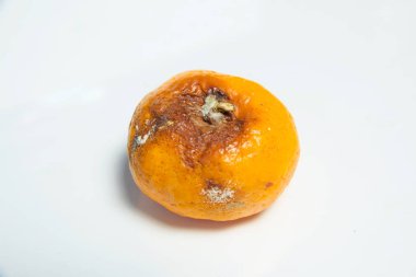 Mandalina kalıp ile. Aspergillus. Penicillium. Ascomycetes. Şımarık mandalina. Bakteri. Ürünlerde küf. Mantarlar. Mantarlar yayılmasını. Narenciye üzerinde kalıp. Küf mantar zarar.