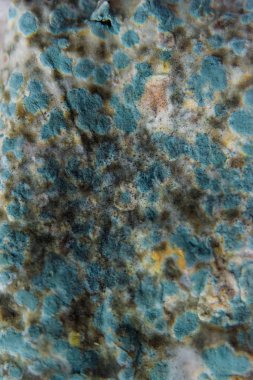 Pita ekmeği ile kalıp. Bozulmuş yemekler. Ürünlerde küf. Küf mantarı. Aspergillus. Penicillium. Mantar yayılmasını. Kalıp plak. Küf mantar zarar.