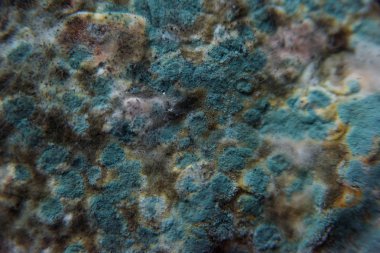 Pita ekmeği ile kalıp. Bozulmuş yemekler. Ürünlerde küf. Küf mantarı. Aspergillus. Penicillium. Mantar yayılmasını. Kalıp plak. Küf mantar zarar.