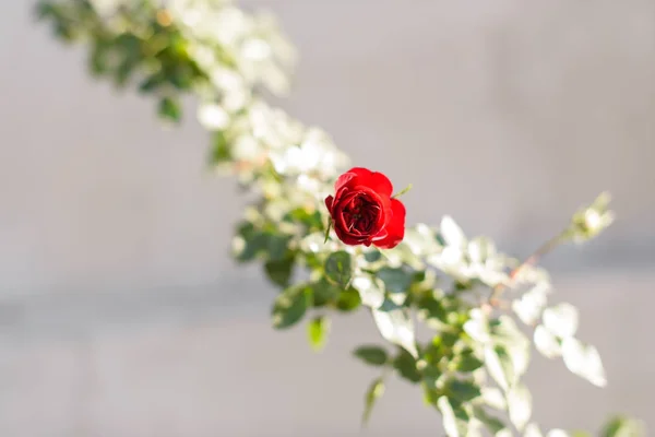 Red rose. Plants in the garden. Rose with red Bud. Sunny day. It\'s spring. Rose that winds.