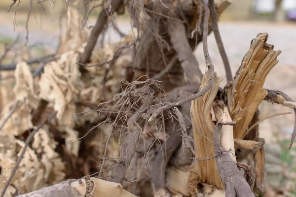 Dry tree branches. Plant in nature. Tree. Autumn. Dry leaves. Stump.