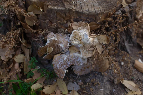 Dry leaves from trees. Autumn. Dry oak leaves. Mushrooms growing on a stump. Mushrooms. Stump.