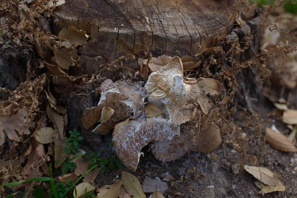 Hojas Secas Los Árboles Otoño Hojas Secas Roble Champiñones Creciendo —  Fotos de Stock