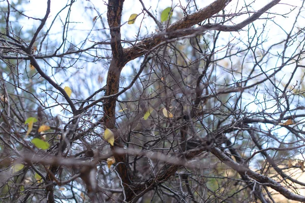 Branche Arbre Feuilles Vertes Sur Les Rameaux Plante Dans Nature — Photo