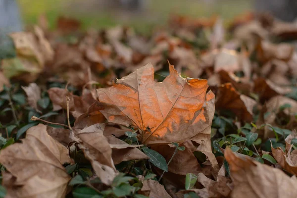 Dry leaves from trees. Autumn. Fallen acorns. Green grass. Dry oak leaves.